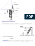 Músculos Principales Cuerpo