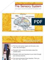 Sensory System