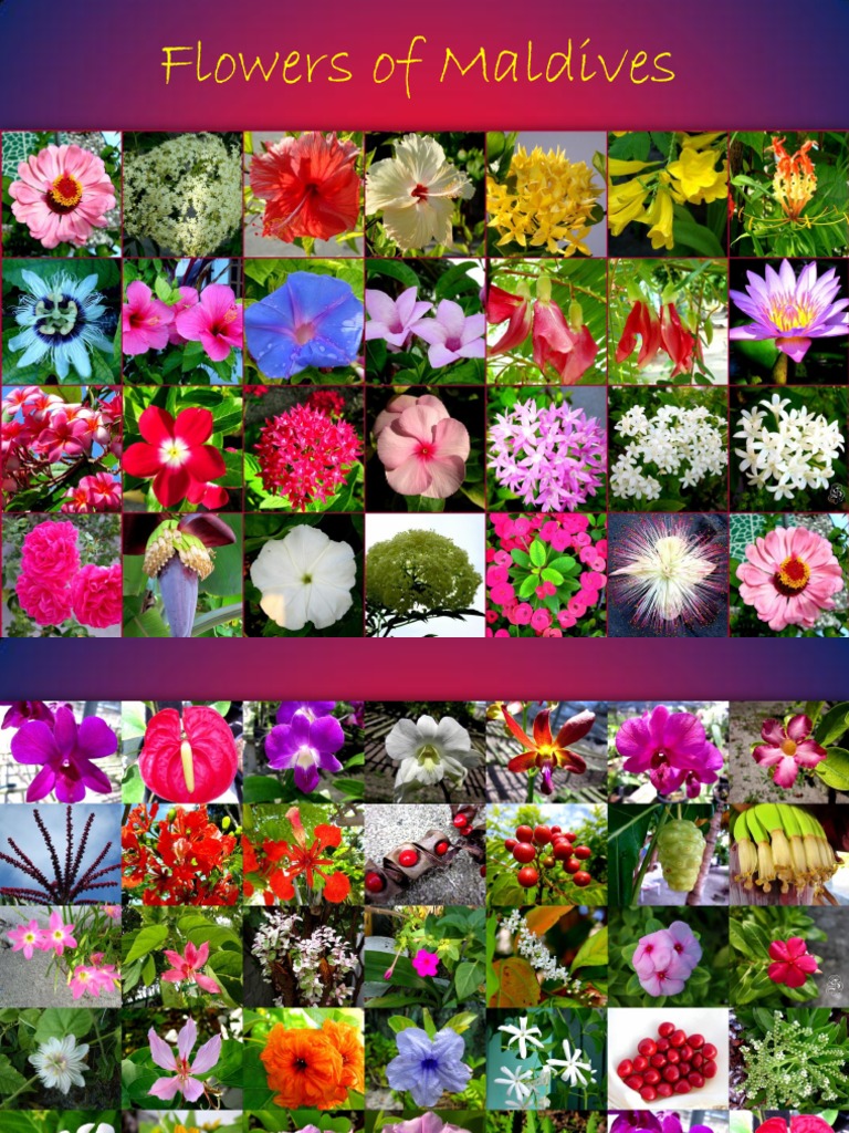 Flowers of Maldives Flowers Botany