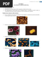 BACTÉRIAS - Características Gerais