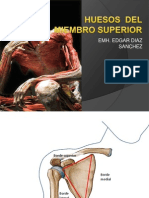 Osteologia (Miembro Superior)