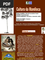 Aula Cultura Da Mandioca