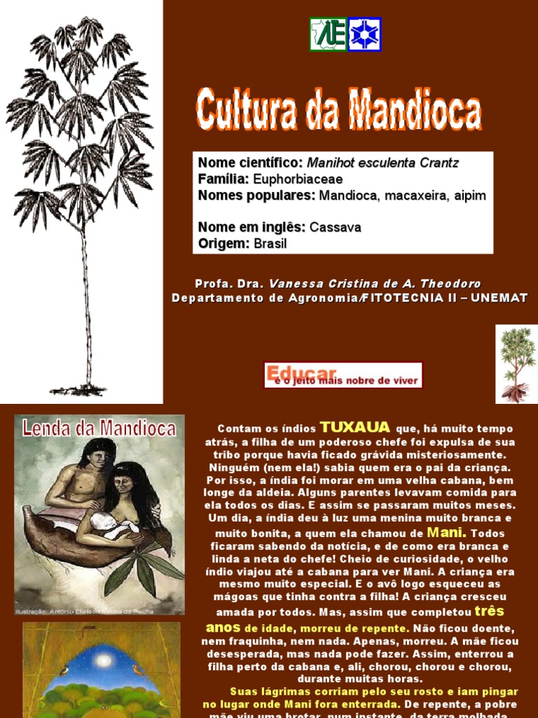 Origem e História da Mandioca | PDF | Raiz | Batata