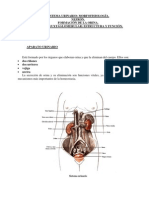 1-Unidad9-Aparato_urinario