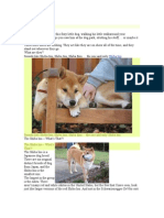 The Shiba Inu Breed1