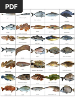 Photos De Poissons Mer Mediterranee Pdf Poissons Et Humains Vertebres Aquatiques