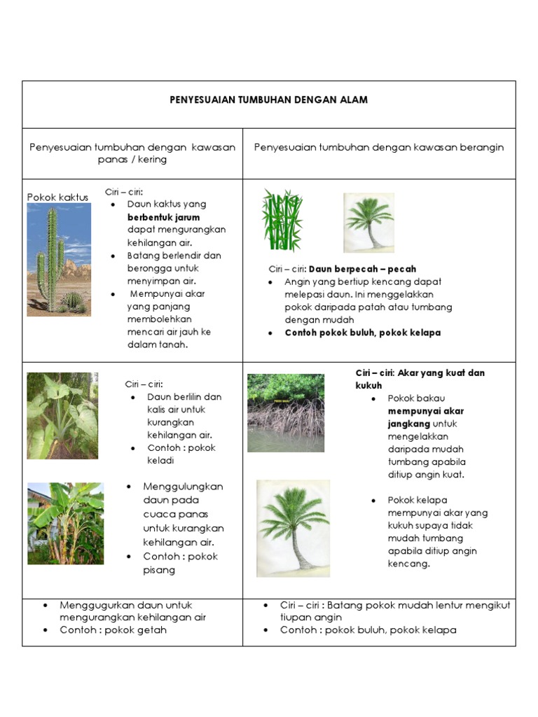 Gambar Akar Pokok Kelapa