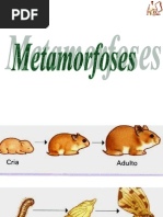 Metamorfoses
