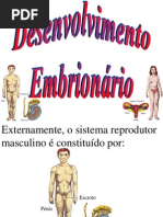 Desenvolvimento Embrionário
