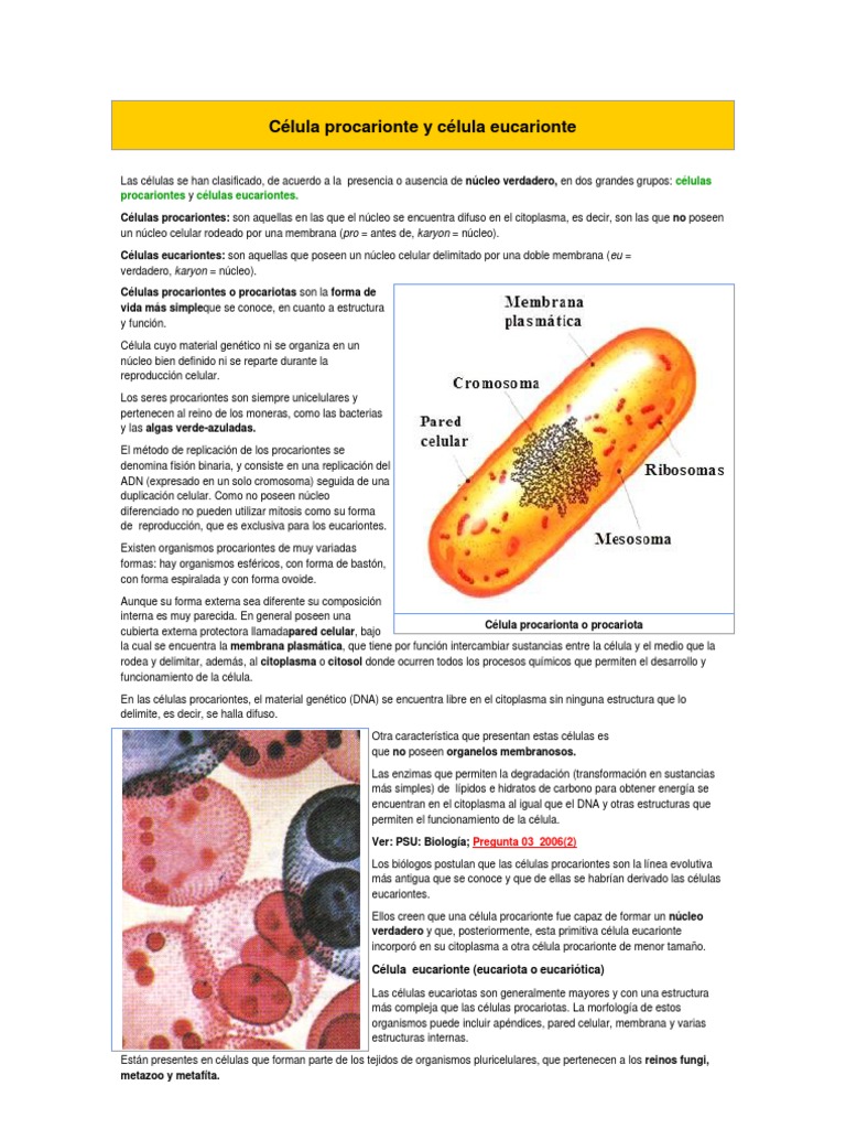 Qual A Diferença Entre Célula Eucarionte E Procarionte