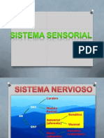 Sistema Sensorial (1)