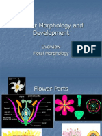 Flower Morphology and Development