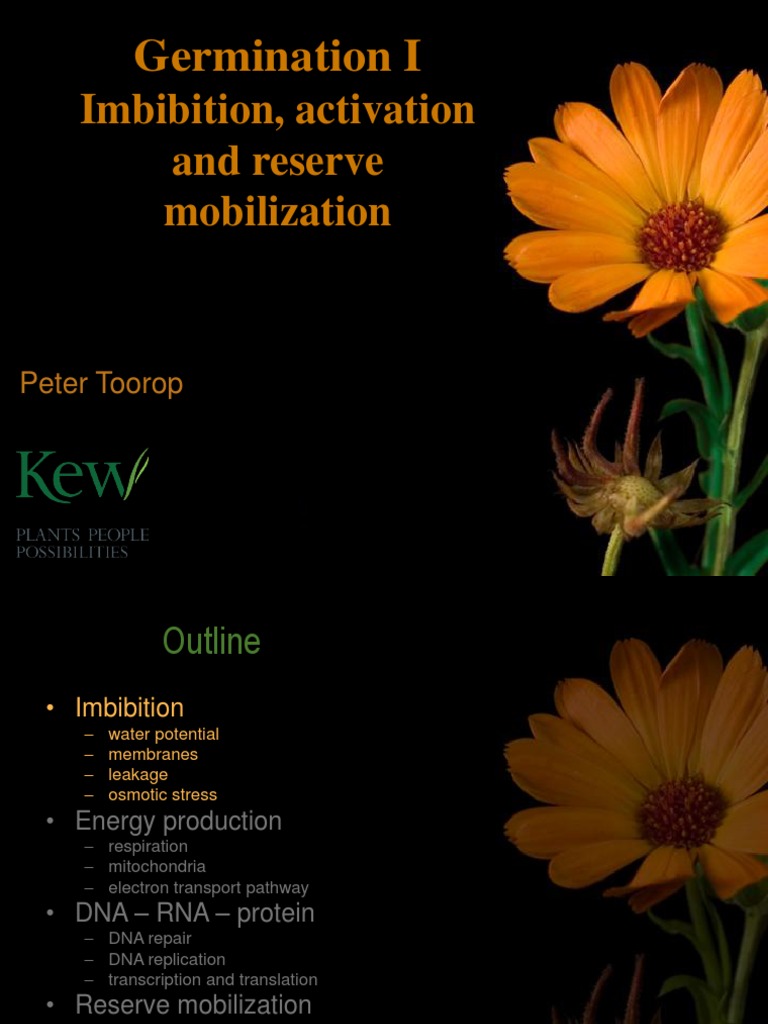 08 Germination I PDF Mitochondrion Cellular Respiration