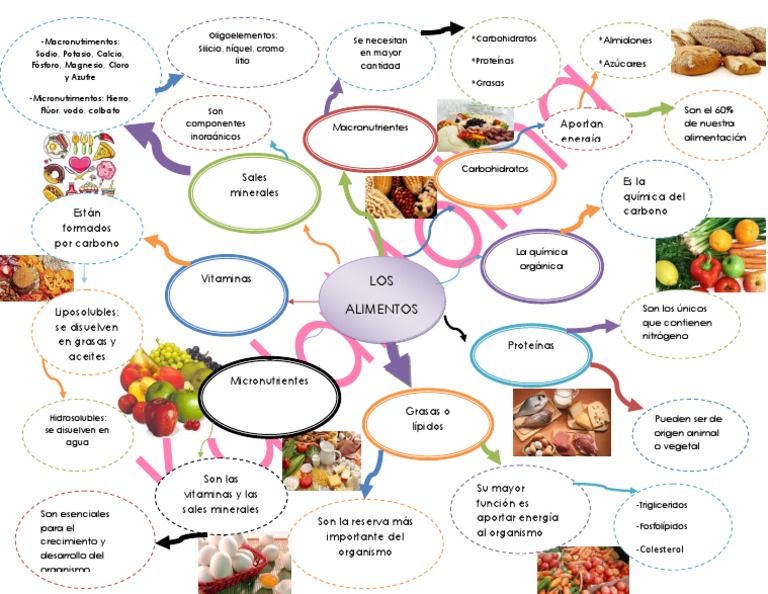 Mapa Mental de Los Alimentos (Reparado) | PDF