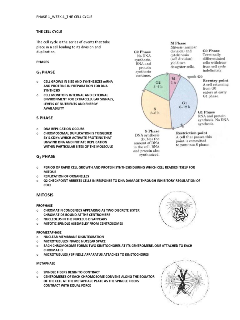 Phase 1 - Week 4 - Cell Cycle | PDF | Mitosis | Cell Cycle