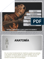 ANATOMÍA (Y)