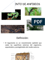 Tegumento de Anfibios