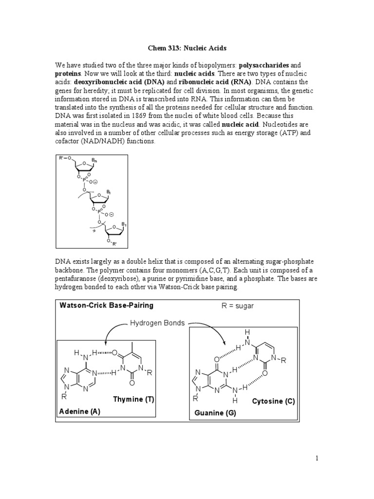 Nucleic Acids Organic Chemistry Handout | Nucleic Acids | Dna