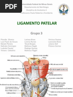 Trabalho - Ligamento Patelar