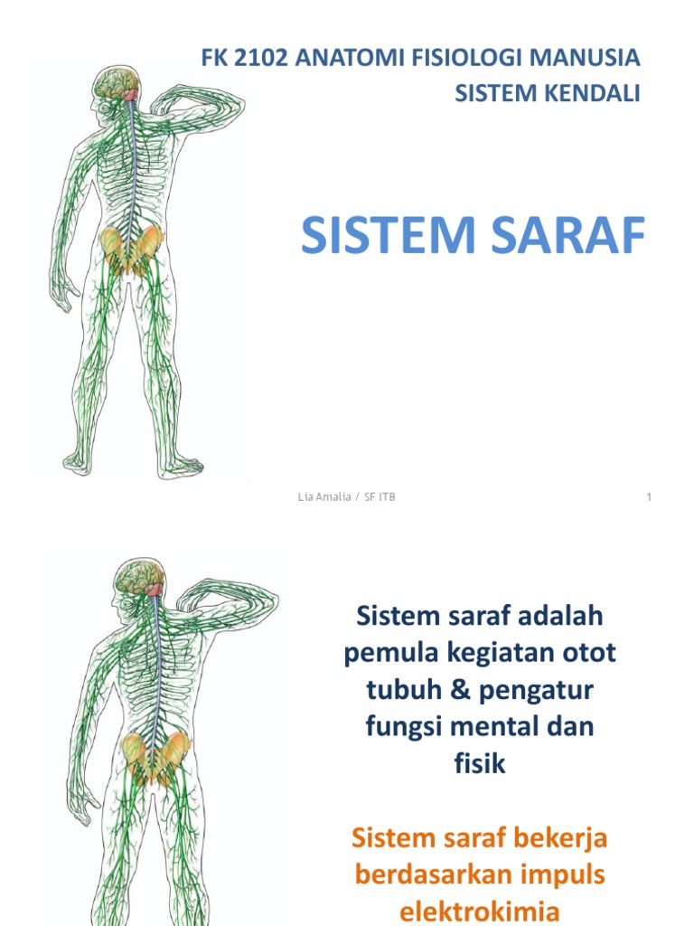 anatomi dan fisiologi sistem syaraf manusia anatomi dan fisiologi sistem syaraf manusia
