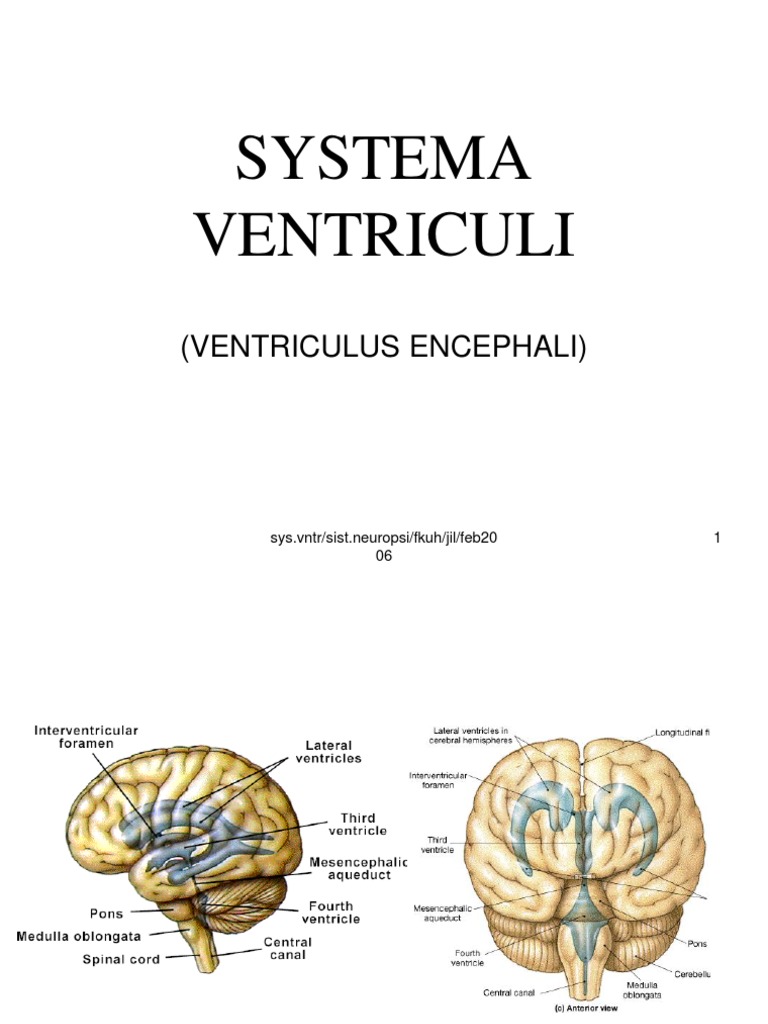 Bab Viii Systema Ventriculi | PDF