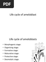 Download Life Cycle of Ameloblast by imi4 SN140968664 doc pdf