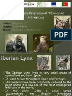 Endangered Animals: Iberian Lynx, Sumatran Tiger & More
