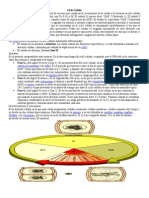 Ciclo Celular