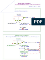 RESPIRACIÓN ANAERÓBICA Y AERÓBICA NUEVA 2012 Prof. Mireya Montero Liebbe PDF