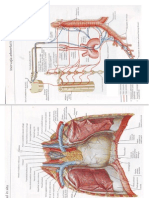 206 Anatomia Sacului Pericardic