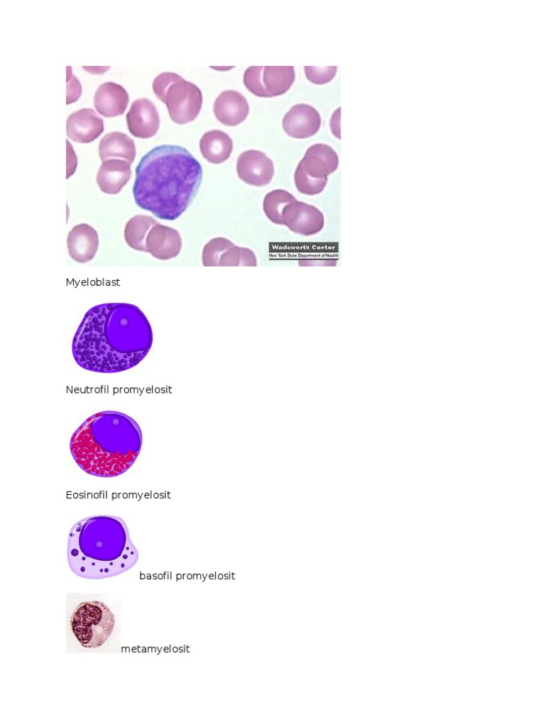 Gambar Histologi Sel-Sel Darah Putih | PDF