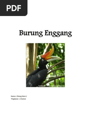 Burung Enggang