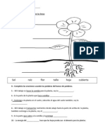 Plants Quiz Spanish