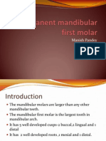 Permanent Mandibular First Molar