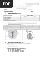 Prueba de Ciencias Naturales - Sexto Básico 2013 Pubertad Una Etapa de Cambios