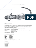 Pseudoeuryceabelli 00