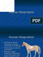 Human Respiration