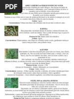 79745051 Ervas e Rituais Na Umbanda