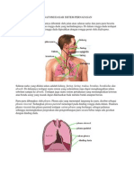 Anatomi Dasar Sistem Pernafasan