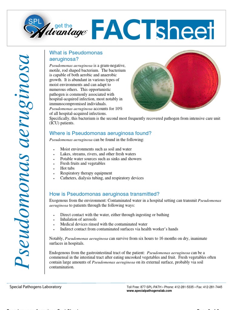 FactSheet Pseudomonas | PDF | Pseudomonas Aeruginosa | Pseudomonas