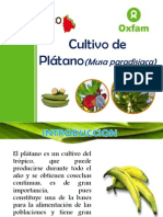 Cultivo de Platano