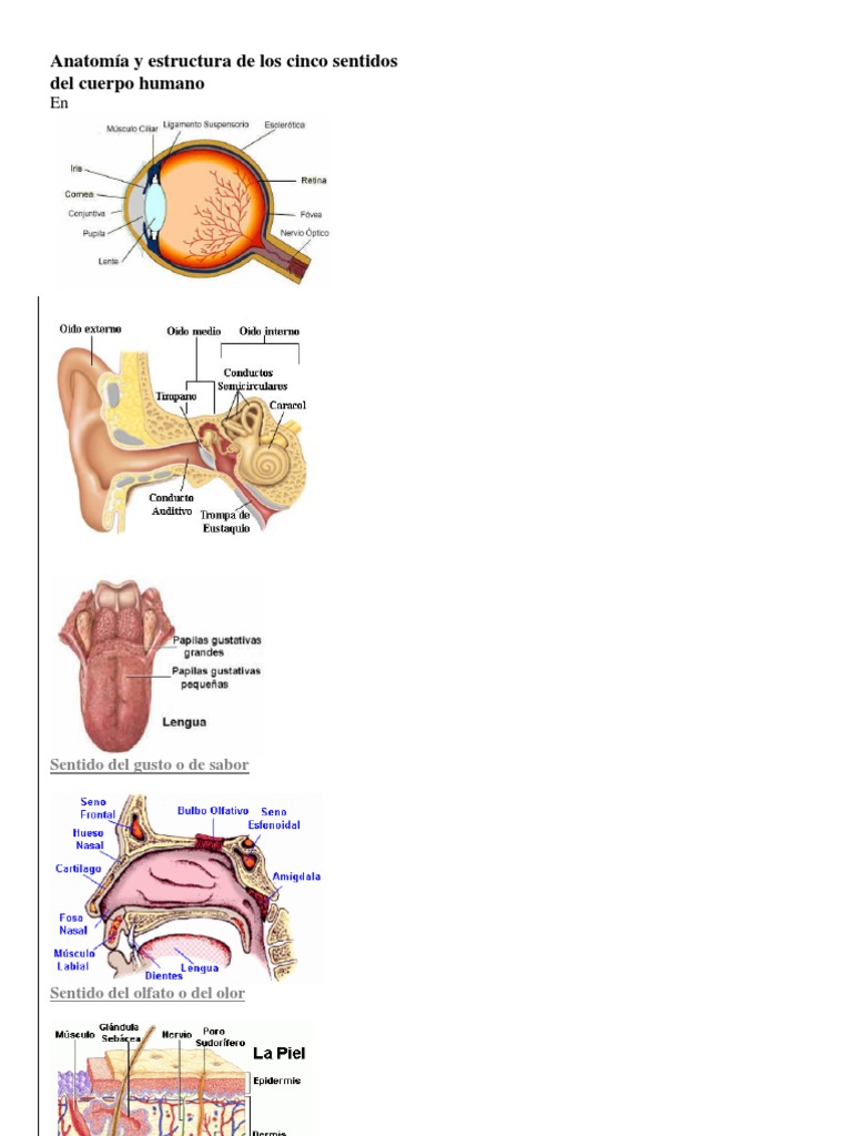 Anatomía De Los Cinco Sentidos Humanos Pdf