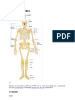 Human Skeleton Wikipedia