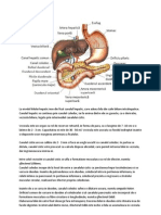 La Nivelul Hilului Hepatic Iese Din Ficat Canalul Hepatic