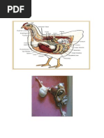 Download STRUKTUR ORGAN DALAM AYAM by Muh Ibnu Fajar Rahim SN141754877 doc pdf