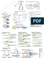 Esquema de Proceso de Replicasion