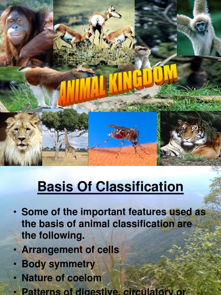 Animal Kingdom PDF Sponge Fish