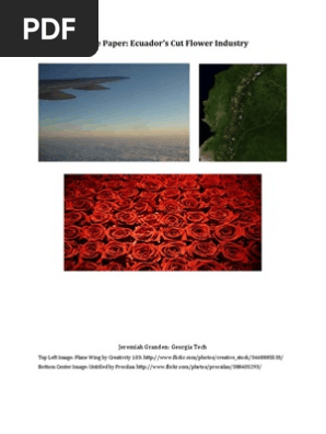 White Paper: Ecuador's Cut Flower Industry