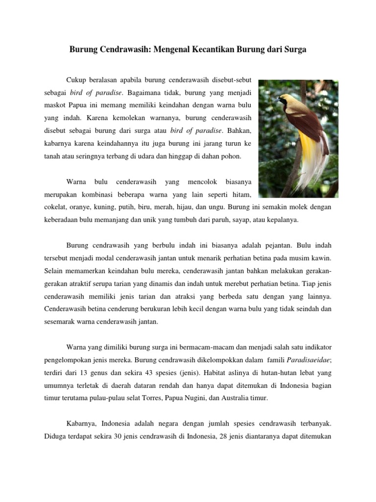 6400 Gambar Burung Cendrawasih Tanpa Warna HD Terbaik