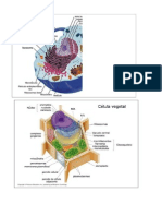 Citologia.doc 1